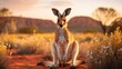 kangaroo Red kangaroos stand up in the meadows of the Australian outback.