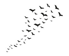 Crowd Of Flying Bats. Halloween Clipart. Isolated Vector And PNG On Transparent Background.