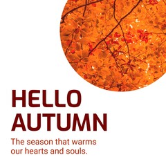 Wall Mural - Composite of hello autumn text over autumn leaves on white background