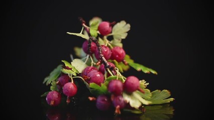 Wall Mural - branch of ripe gooseberries on black background