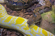 Reticulated python snake with protruding tongue. Tropical fauna. Wildlife and zoology. Nature and animal photography.