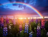 Fototapeta Natura - Wildflowers and rainbows