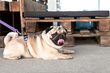 A Cute Purebred Pug Lies With His Tongue Hanging Out On A Summer Veranda In A Cafe