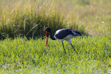 Wall Mural - Saddle Billed Stork wading through the natural African habitat