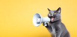 Fototapeta Zwierzęta - Cat announcing using hand speaker. Notifying, warning, announcement