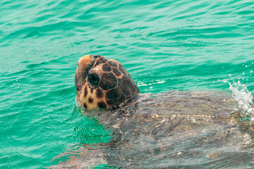 Caretta caretta turtle in Zakynthos island in Greece close up back view.
