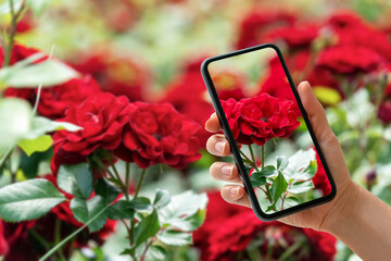 Touch screen mobile phone in female hand in front of red rose flowers background.