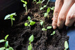 © ADDICTIVE STOCK - Crop gardener planting seedlings in soil of pot