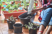 Unrecognizable Young Woman Planting Seedling In Pot At Home