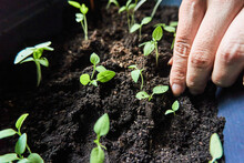 Crop Gardener Planting Seedlings In Soil Of Pot