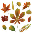 Collection of colorful beautifully illustrated Autumn leaves. Decorative set of colorful oak, walnut and acorn leaves for fall, October, and September decoration, paper art, and interior.