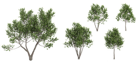 Wall Mural - Collection of Laurus nobilis ,Bay laurel on isolated transparent background