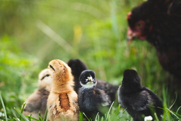 Wall Mural - Baby chickens with their mother hen on a small farm in Ontario, Canada.