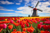 Fototapeta Tulipany - windmill and tulips
