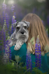 Wall Mural - small schnauzer dog portrait in summer lupine field with owner