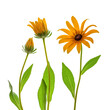 Rudbeckia flowers growth stage on white background.