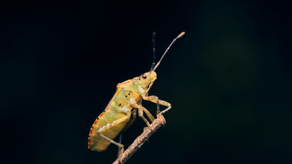 Wall Mural - a green bug seen from below, all its details.