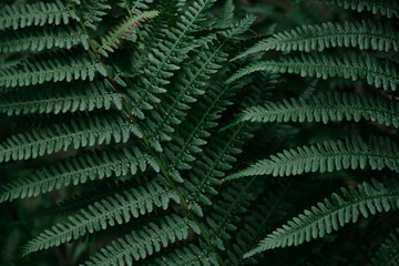 Wall Mural - Selective focus of fern leaf isolated in dark background. Natural ferns leaves pattern. Beautiful ferns leaves green foliage. Natural floral fern.