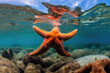 Graceful Starfish Displaying its Beauty
