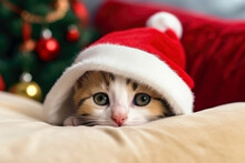 Christmas Card With Portrait Of Sweet Little Kitten Wearing Santa Hat