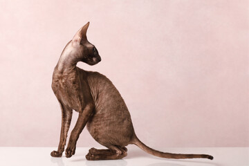 Wall Mural - cornish rex kitten on soft pink background	