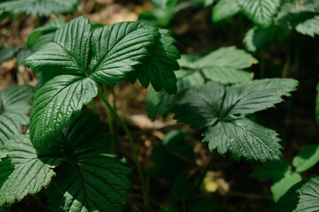 Wall Mural - Dark green leaves of Strawberry in dew, natural background of nature. Texture of the leaves. Leaves green background.