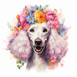 Watercolor illustration white standard poodle decorated with flowers by hand draw isolated on white background.