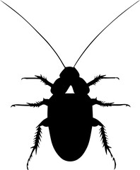 Wall Mural - Australian Cockroach icon 1