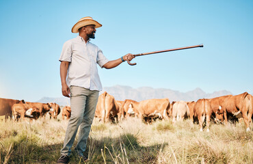 Wall Mural - Cows, farmer pointing or black man on farm agriculture for livestock, sustainability or agro business in countryside. Smile, dairy production or person farming a cattle herd or animals on grass field