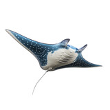 Fototapeta  - Manta Ray isolated on white background with clipping path. Full Depth of field. Focus stacking