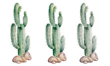 Watercolor Illustration Of A Cactus Isolated On A White Background. Hand Painted Illustration