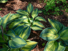 Hosta 'June' Growing In The Garden With Distinctive Gold Leaves With Striking Blue-green Irregular Margins In Spring