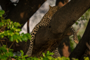 Wall Mural - Leopard lies sleeping in tree straddling branch