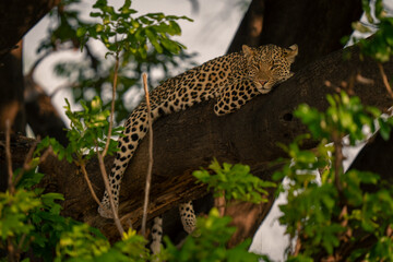 Wall Mural - Leopard lies sleepily on branch watching camera