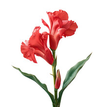 Isolated Red Canna Lily