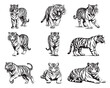 Tigers - wild animals, vector design of tigers isolated on white background