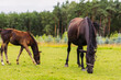 A group of three horses are grazing on a green field. Dense forest behind the pasture. A black and white cat walks among the horses. Cat with horses.