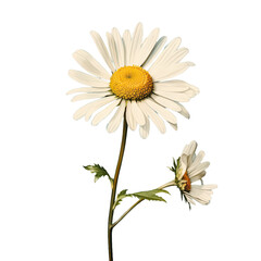 Wall Mural - a type of herbal plant