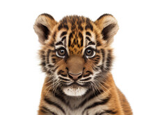 Safari Animal Baby Portrait. Generative AI Illustration