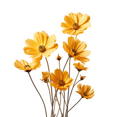 Wall Mural - yellow flowers on a transparent background