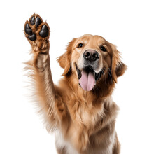 Golden Retriever Giving High Five Isolated On Transparent Background. AI Generative