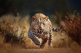 Close-up of a leopard stalking prey