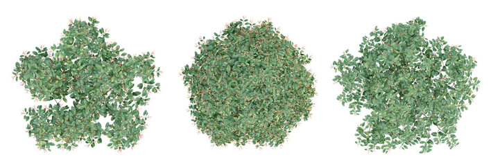 Wall Mural - Green Hamelia patens trees on top view isolated on transparent background, 3d illustration.
