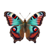 Fototapeta Motyle - European Peacock Butterfly on transparent background