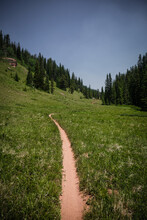 Narrow Bike Trail Going Through Green Grassy Meadows In Forest In Colorado In Summer