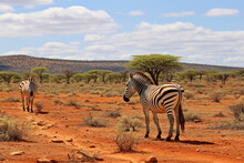 Zebras In Tsavo East National Park In Kenya