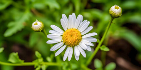 Poster - A beautiful daisy flower - Generative AI