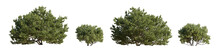 Set Of Large And Small Pinus Mugo Mughus Bush Shrub Isolated Png On A Transparent Background Perfectly Cutout Pine Pinaceae Dwarf Mountain Big Pine
