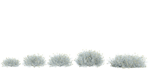 Set of Leucophyta plants, isolated on transparent background. 3D render.