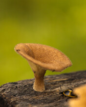 Macro Photography Of Orange Mushrooms On Brown Wood
